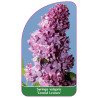 syringa-vulgaris-leonid-leonov-1