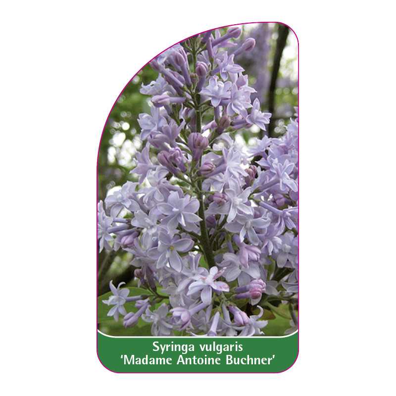 syringa-vulgaris-madame-antoine-buchner-1