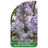 syringa-vulgaris-madame-antoine-buchner-1