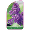 syringa-vulgaris-marceau-1