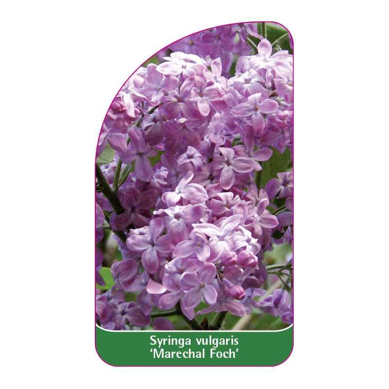 syringa-vulgaris-marechal-foch-jumbo1