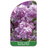 syringa-vulgaris-marechal-foch-jumbo1