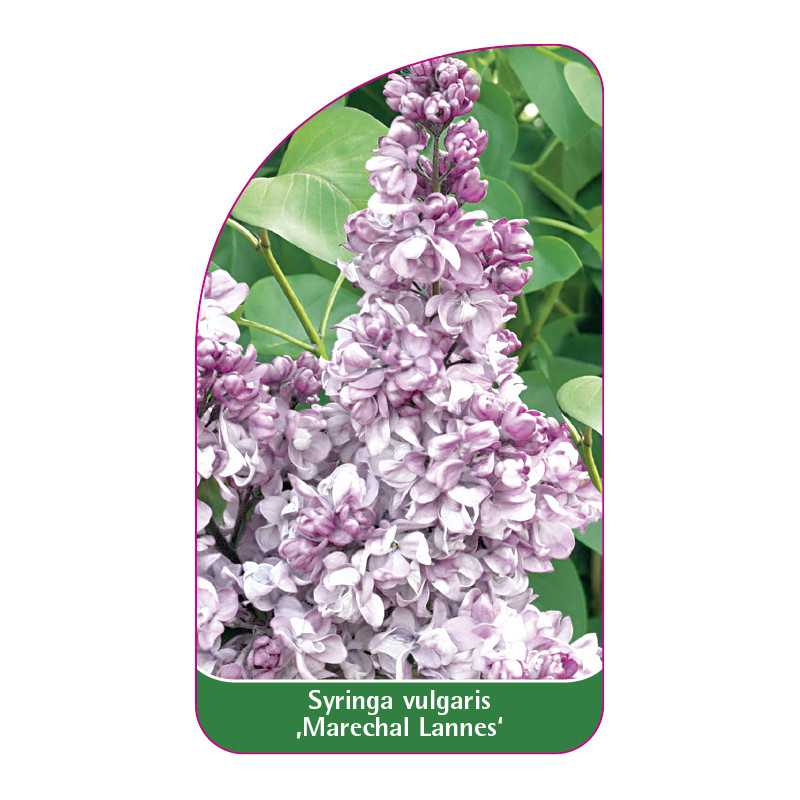 syringa-vulgaris-marechal-lannes-1