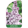 syringa-vulgaris-marechal-lannes-1