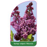 syringa-vulgaris-massena-1