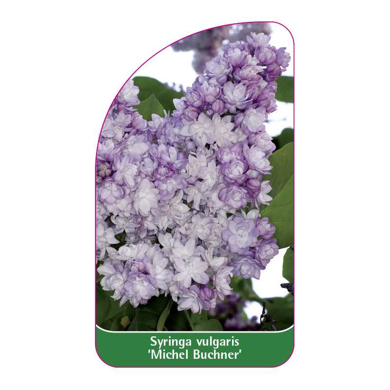 syringa-vulgaris-michel-buchner-jumbo1