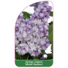 syringa-vulgaris-michel-buchner-jumbo1