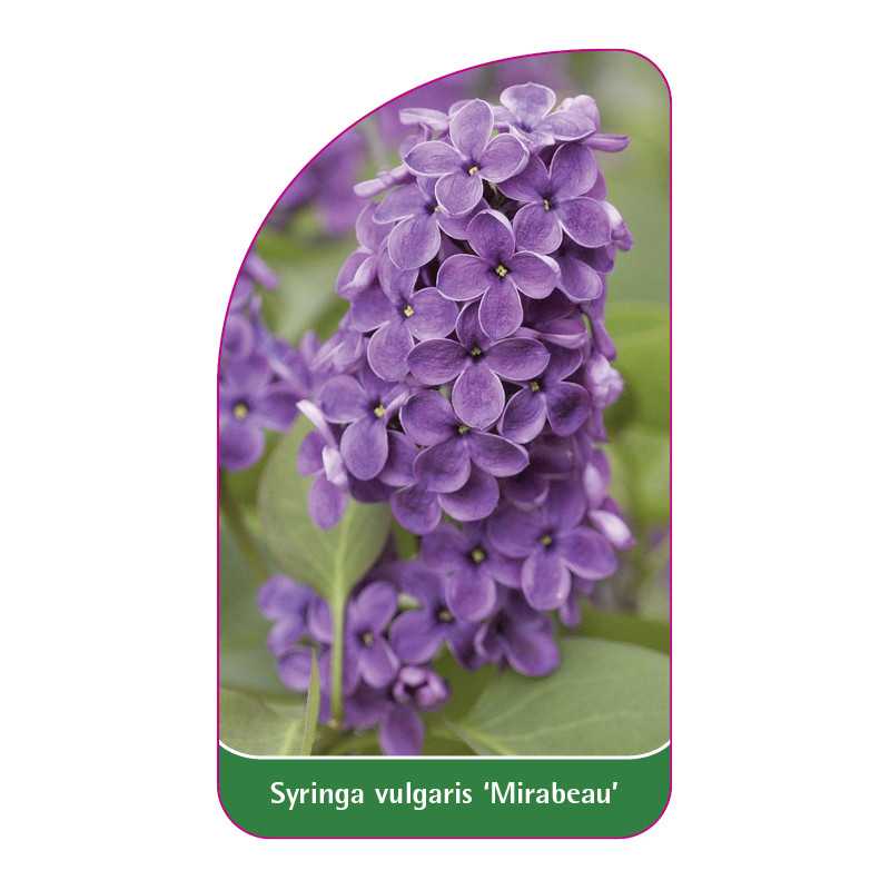 syringa-vulgaris-mirabeau-1