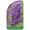 syringa-vulgaris-mirabeau-1