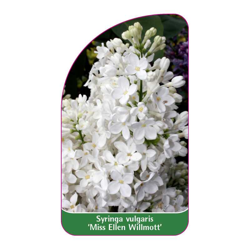 syringa-vulgaris-miss-ellen-willmott-jumbo1