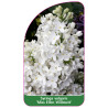 syringa-vulgaris-miss-ellen-willmott-jumbo1