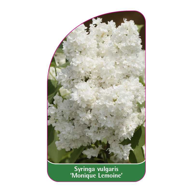 syringa-vulgaris-monique-lemoine-jumbo1