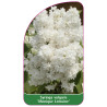 syringa-vulgaris-monique-lemoine-jumbo1