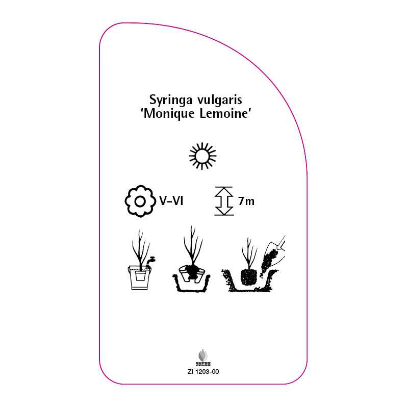 syringa-vulgaris-monique-lemoine-jumbo0