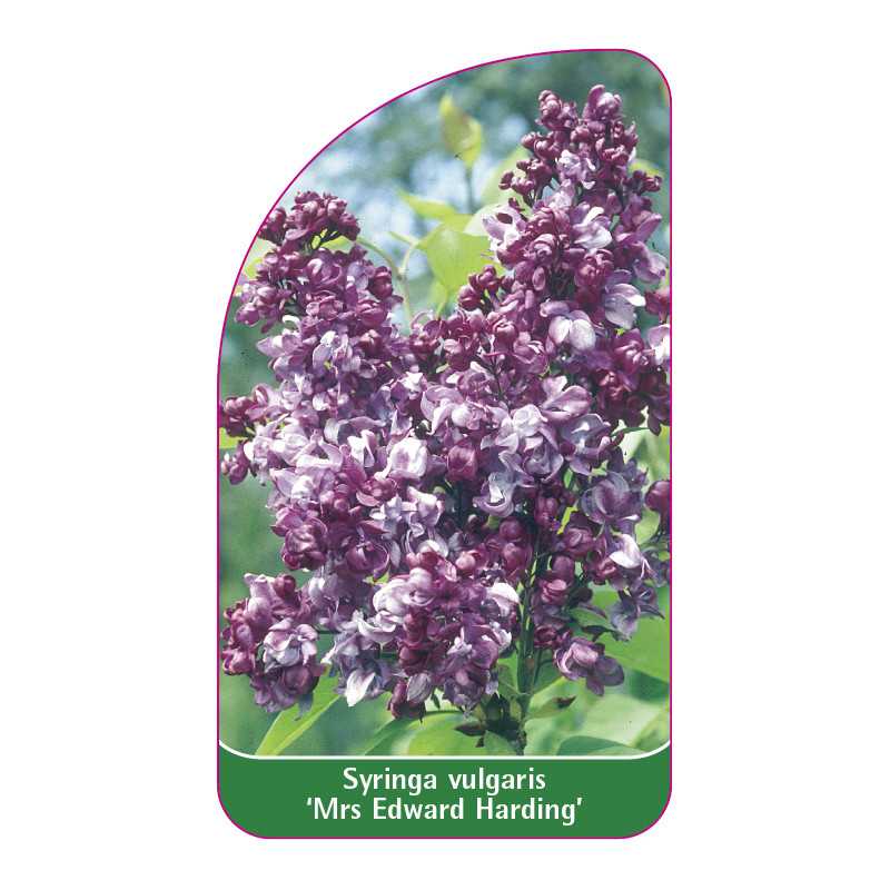 syringa-vulgaris-mrs-edward-harding-standard1