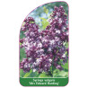 syringa-vulgaris-mrs-edward-harding-standard1