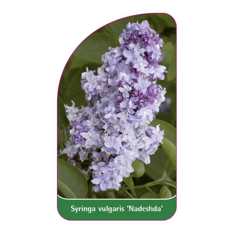 syringa-vulgaris-nadeshda-1