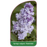 syringa-vulgaris-nadeshda-1