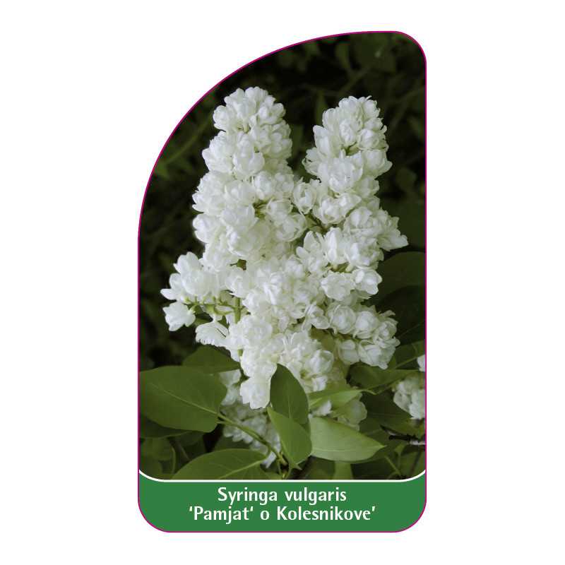 syringa-vulgaris-pamjat-o-kolesnikove-jumbo1