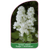 syringa-vulgaris-pamjat-o-kolesnikove-jumbo1