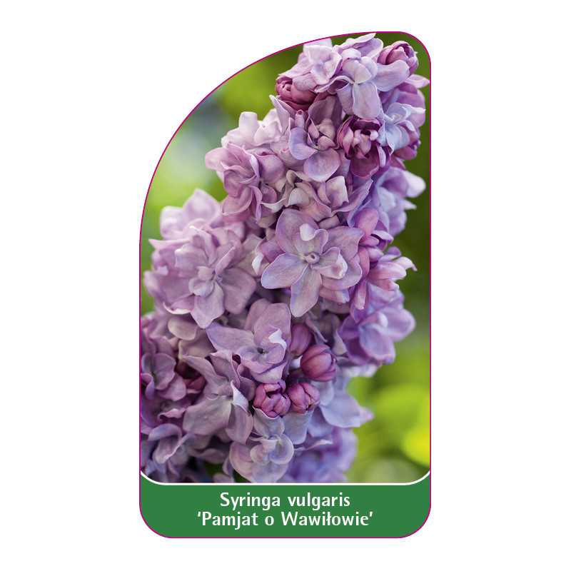 syringa-vulgaris-pamjat-o-wawilowie-1