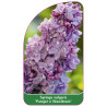 syringa-vulgaris-pamjat-o-wawilowie-1