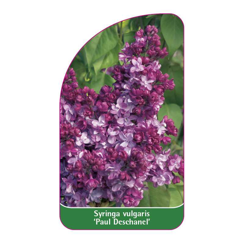 syringa-vulgaris-paul-deschanel-1