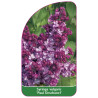 syringa-vulgaris-paul-deschanel-1