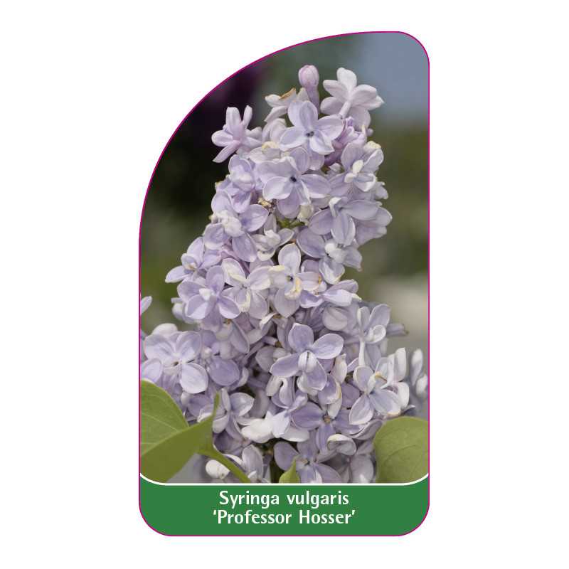 syringa-vulgaris-professor-hosser-b-standard1