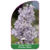 syringa-vulgaris-professor-hosser-b-standard1