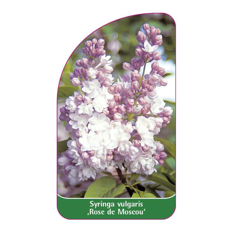 syringa-vulgaris-rose-de-moscou-1