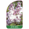 syringa-vulgaris-rose-de-moscou-1