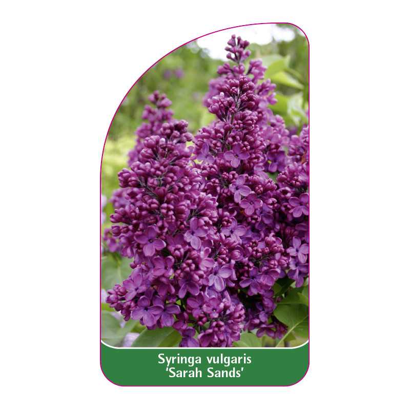 syringa-vulgaris-sarah-sands-jumbo1