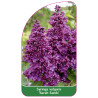 syringa-vulgaris-sarah-sands-jumbo1