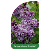 syringa-vulgaris-sensation-1