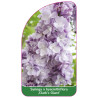 syringa-x-hyacinthiflora-clark-s-giant-jumbo1