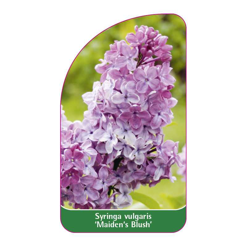 syringa-x-hyacinthiflora-maiden-s-blush-jumbo1