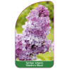 syringa-x-hyacinthiflora-maiden-s-blush-jumbo1