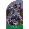 syringa-vulgaris-profesor-hosser-a-standard1