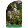 xanthoceras-sobolifolium1