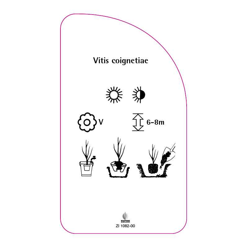 vitis-coignetiae0