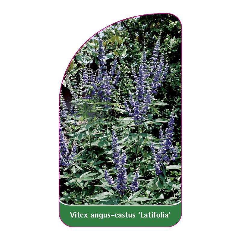 vitex-angus-castus-latifolia1