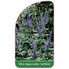 vitex-angus-castus-latifolia1