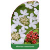 viburnum-tomentosum1