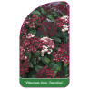 viburnum-tinus-gwenlian-1