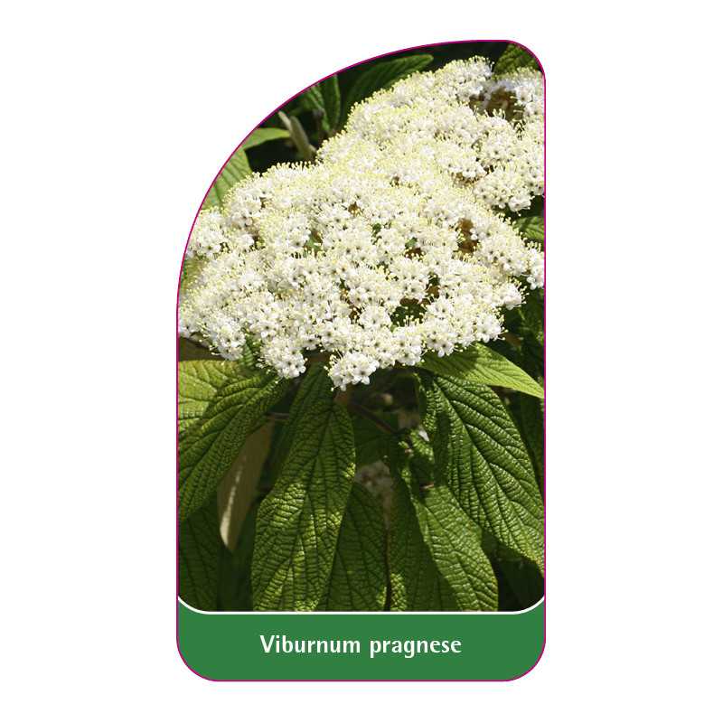 viburnum-pragnese1