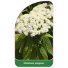 viburnum-pragnese1