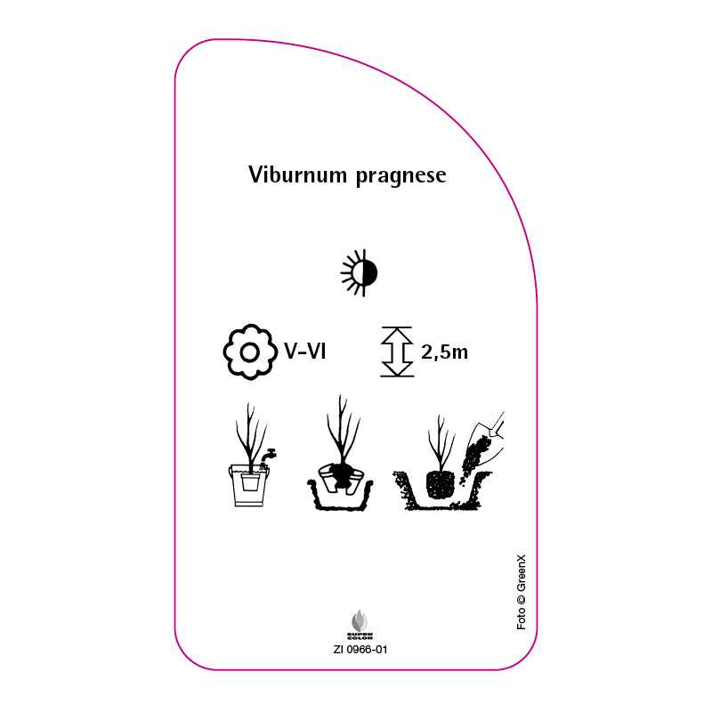 viburnum-pragnese0