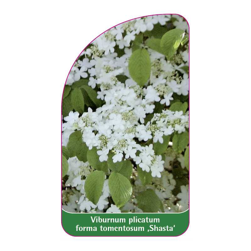 viburnum-plicatum-f-tomentosum-shasta-1