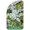 viburnum-plicatum-f-tomentosum-shasta-1